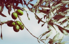 Arbres et plantes dans la tradition chrétienne