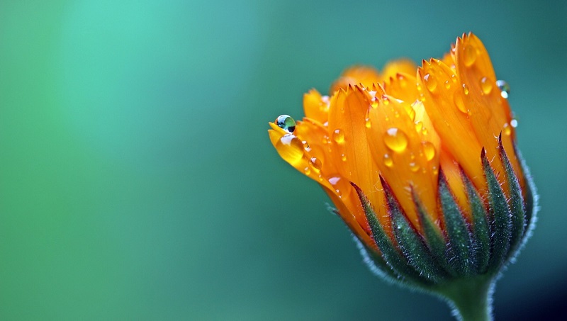 Calendula