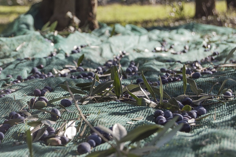 L’histoire de l’huile d’olive