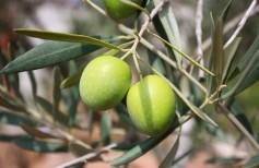 Rameaux bénits
