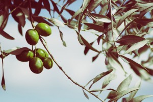 l’olivier
