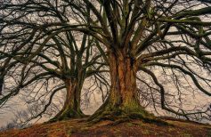 L'Arbre de la Vie : existe-t-il vraiment ?