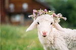 Les animaux symboles de la Pâques chrétienne