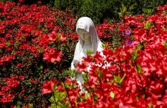 La Vierge au buisson de roses représentée par différents artistes