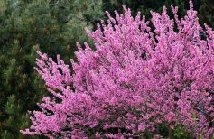 Cercis Siliquastrum ou Arbre de Judée : où l’apôtre Judas choisit de mourir