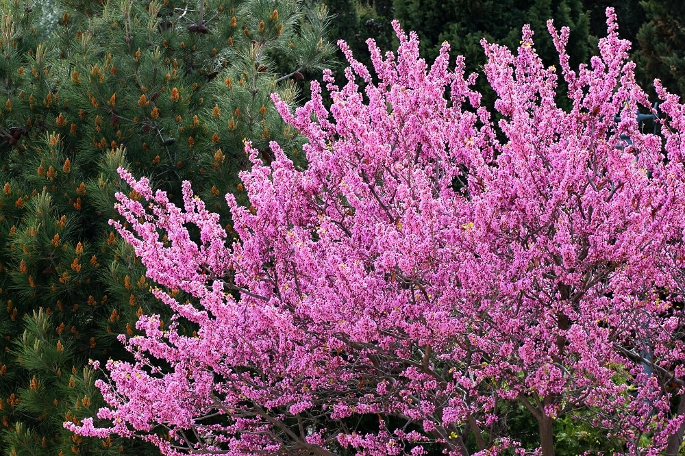 Cercis Siliquastrum ou Arbre de Judée : où l’apôtre Judas choisit de mourir