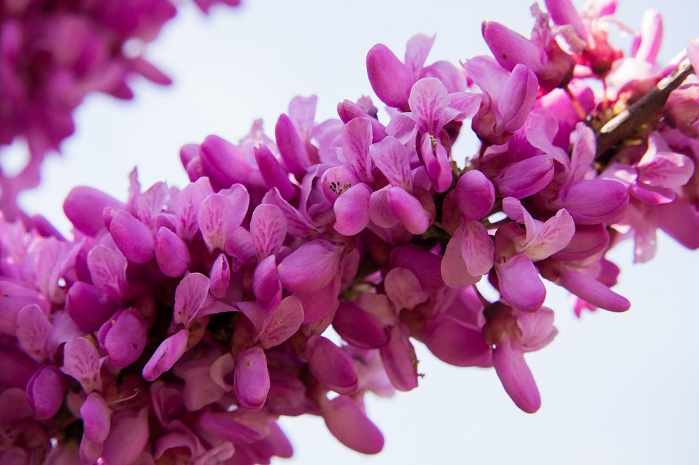 fleurs de cercis