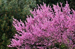 Cercis-Siliquastrum-